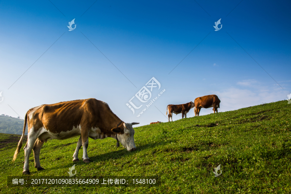 高山草甸