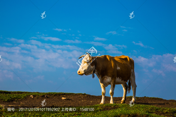 高山草甸