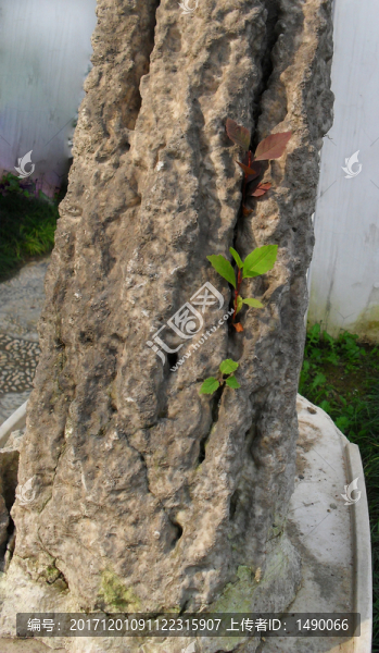 石縫里生長的小草