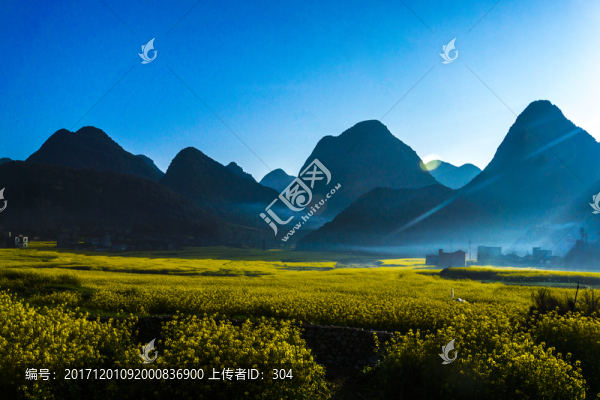 油菜花