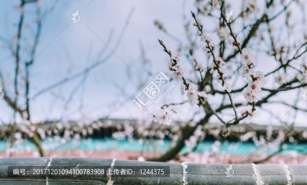 梅花