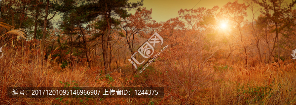 秋景