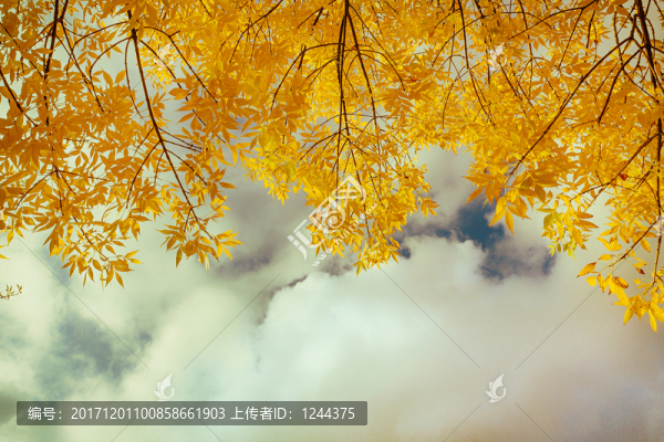 秋景