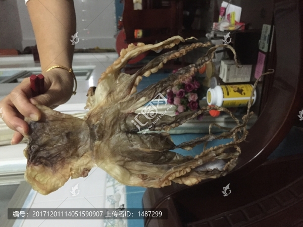 八爪魚