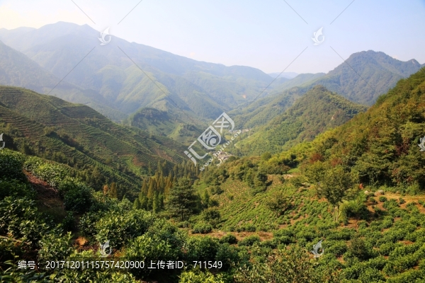 東黃山山谷茶園森林