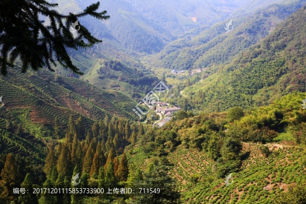 山谷茶園森林