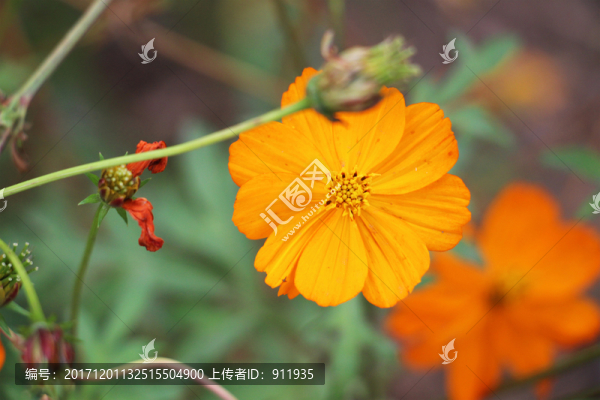 黃秋英
