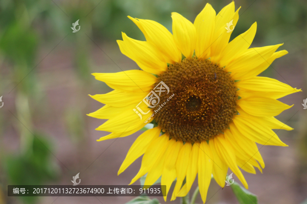 向日葵