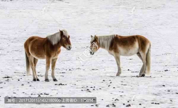 牧馬圖