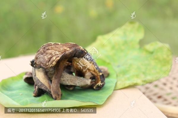野生黑牛肝菌,干貨