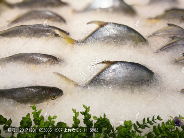 金鯧魚