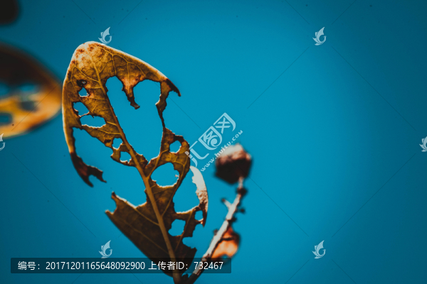 被蟲子咬的樹葉