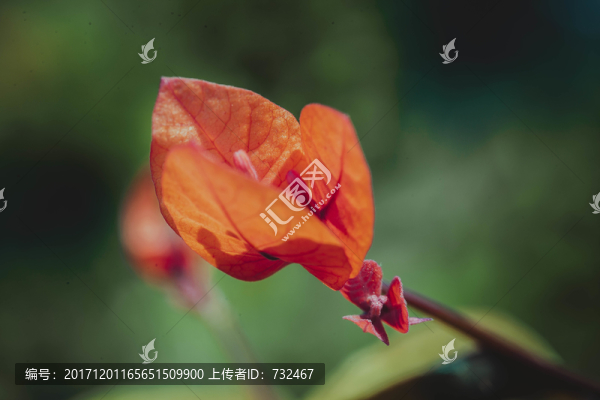 三角梅特寫