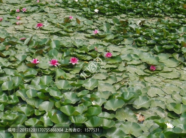 荷花-匯圖網(wǎng) www.fosd68.com 荷花