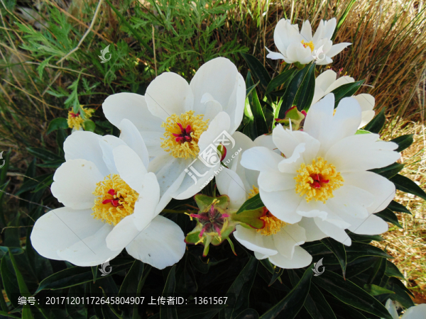 野花,芍藥花