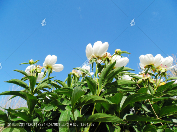 白色野生芍藥花