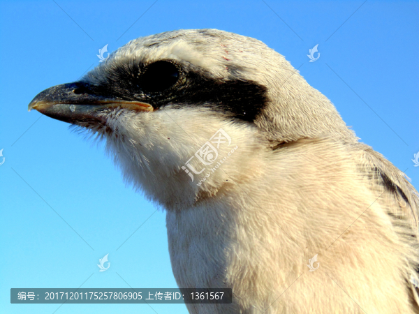 伯勞鳥特寫