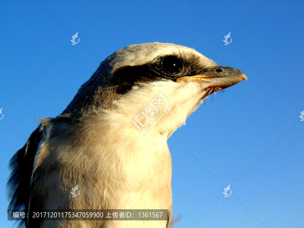 草原伯勞鳥