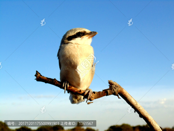 伯勞鳥,灰伯勞