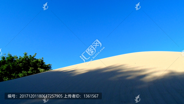 沙丘植被