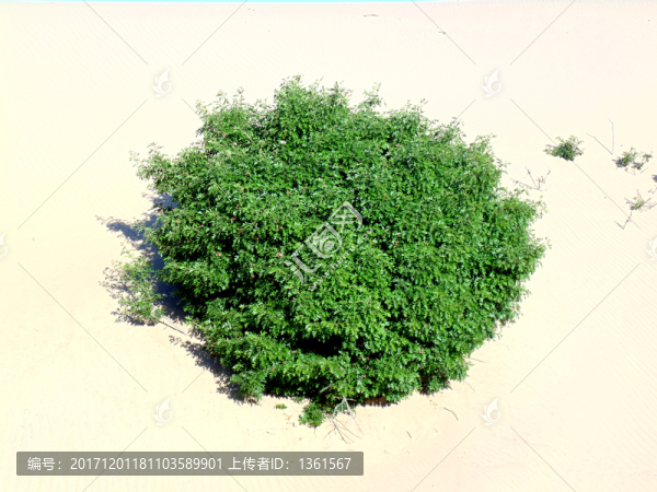 沙漠植被