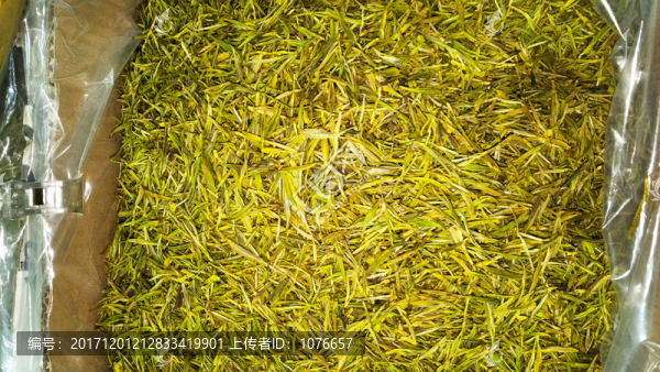 龍井茶葉,高清實(shí)拍