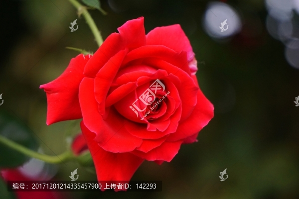 月季花