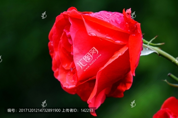 月季花