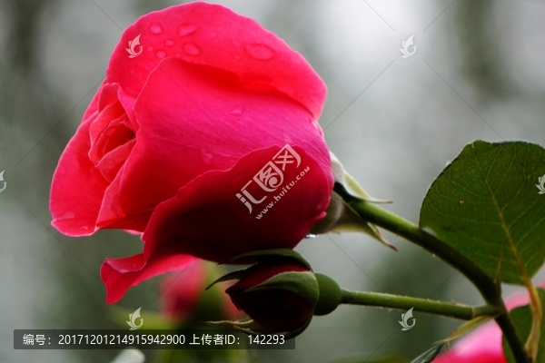月季花