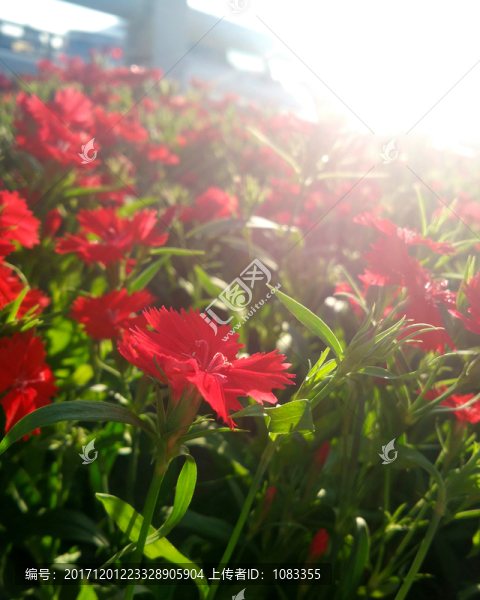 漂亮的花朵