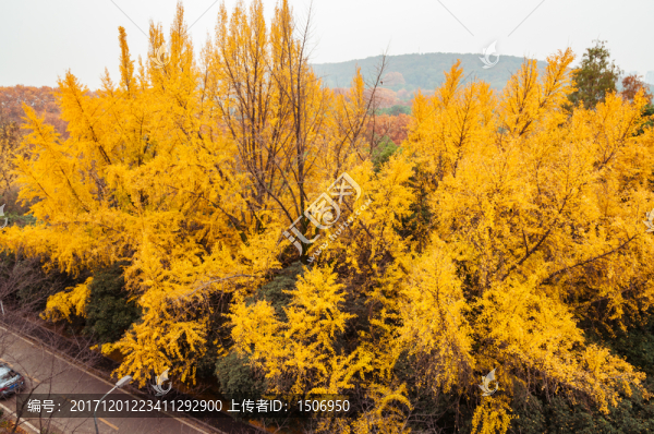武漢大學(xué)銀杏