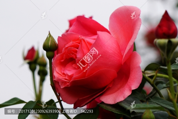 月季花