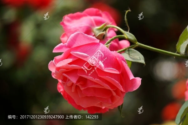 月季花