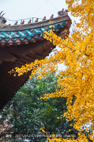 武漢大學(xué)銀杏