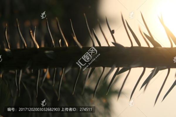 陽光下的杉樹