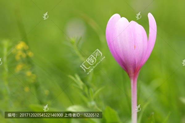 秋天番紅花（秋水仙屬autumnale）