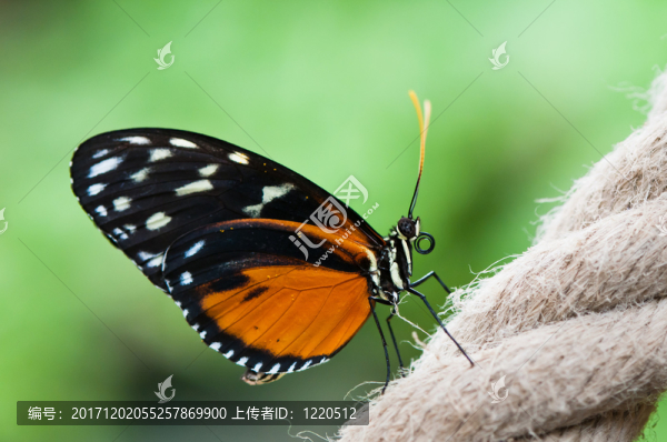 heliconius,hecale