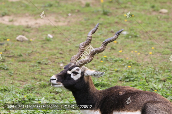 黑匣子關閉