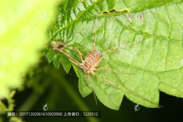 weberknecht（opiliones）