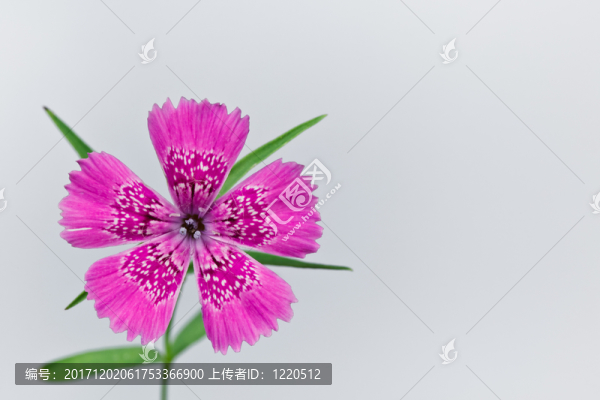 緊密的