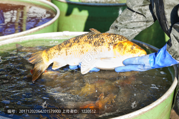 動(dòng)物