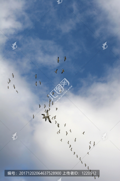 在形成飛行的雪雁（anser,caerulescens）