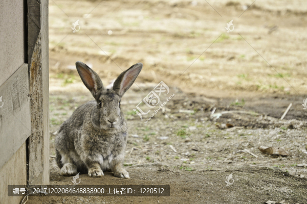 動物