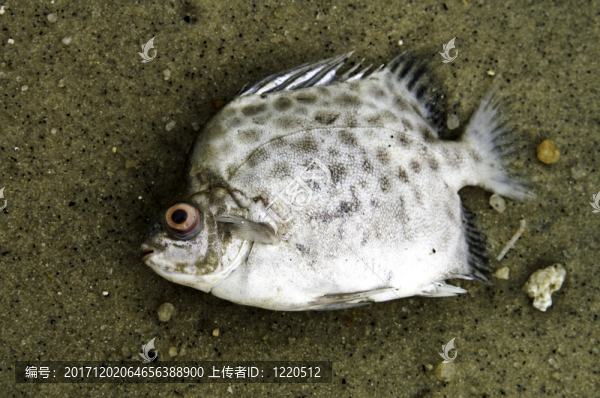 雙馬雙輪戰(zhàn)車