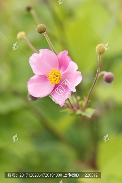 秋季海葵（?？鹔upehensis）