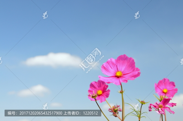 波斯菊bipinnatus波斯菊