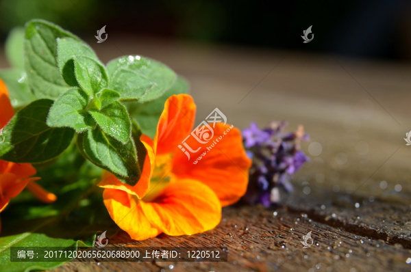 草藥砂漿新鮮