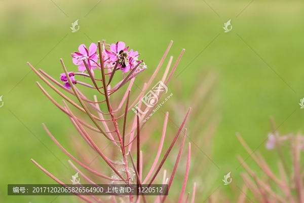 小花柳草（小葉柳）與蜜蜂