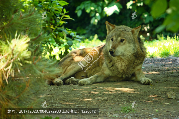 動物