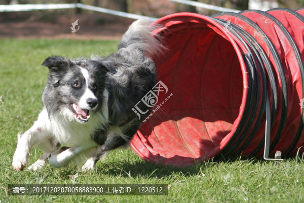 敏捷性,-,在隧道中的邊境牧羊犬